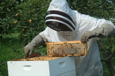 beekeeping