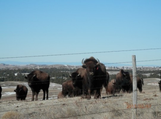tatanka
